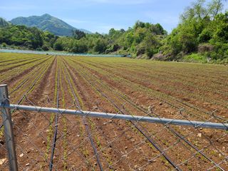 박창수님의 금쪽같은 내 작물 자랑하기 · 참여 작성글 사진