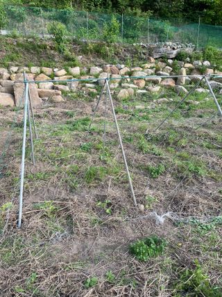 도곡님의 옥수수 · 자유게시판 작성글 사진