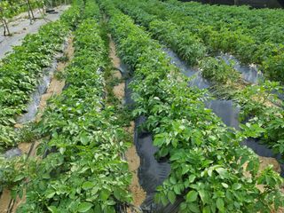 임은정님의 금쪽같은 내 작물 자랑하기 · 참여 작성글 사진