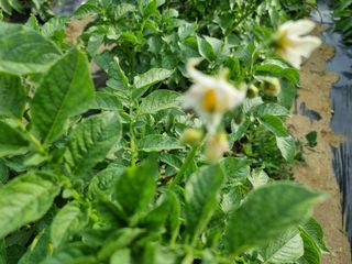 임은정님의 금쪽같은 내 작물 자랑하기 · 참여 작성글 사진