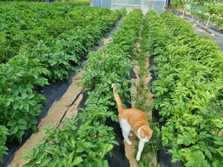 임은정님의 금쪽같은 내 작물 자랑하기 · 참여 작성글 사진