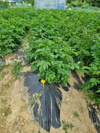 임은정님의 금쪽같은 내 작물 자랑하기 · 참여 작성글 사진