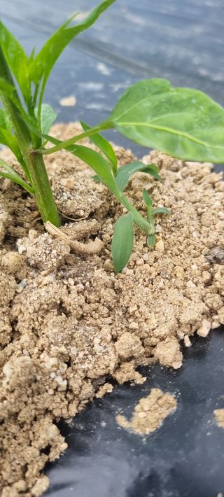 박승수님의 고추 · 제초 작성글 사진