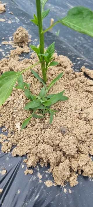 박승수님의 고추 · 제초 작성글 사진