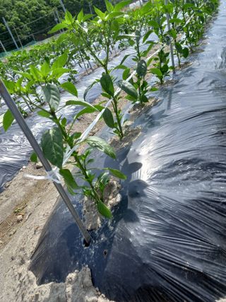 마정숙님의 고추 · 일상 작성글 사진