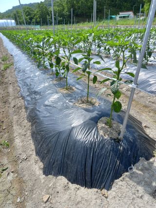 마정숙님의 고추 · 일상 작성글 사진