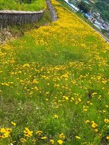 팜모닝 복숭아·자유게시판 게시글 이미지