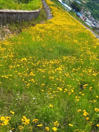 욕심내지말자님의 복숭아 · 자유게시판 작성글 사진