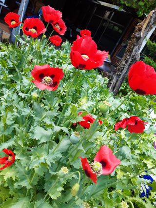 욕심내지말자님의 복숭아 · 자유게시판 작성글 사진