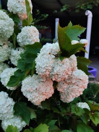 욕심내지말자님의 복숭아 · 자유게시판 작성글 사진