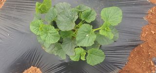 김인환님의 금쪽같은 내 작물 자랑하기 · 참여 작성글 사진