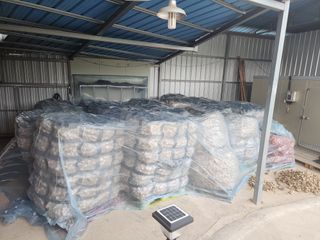 고추6685님의 마늘 · 수확 작성글 사진