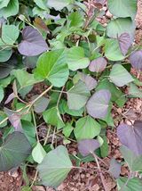 팜모닝 고구마·자유게시판 게시글 이미지