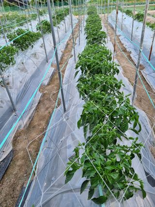 (복조리농장)김찬두님의 고추 · 일상 작성글 사진