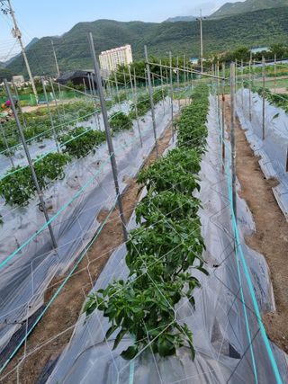 (복조리농장)김찬두님의 고추 · 일상 작성글 사진