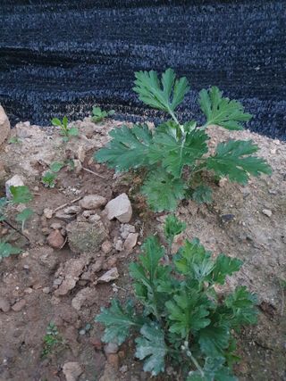 양권희님의 금쪽같은 내 작물 자랑하기 · 참여 작성글 사진