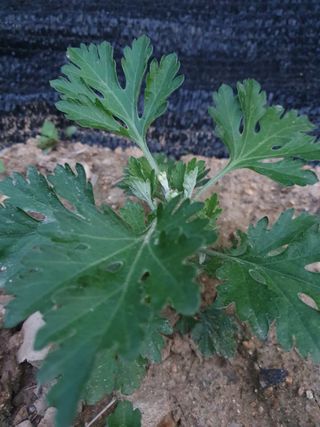 양권희님의 금쪽같은 내 작물 자랑하기 · 참여 작성글 사진