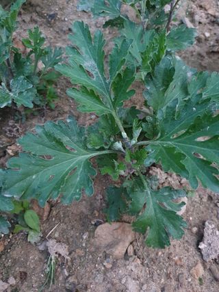 양권희님의 금쪽같은 내 작물 자랑하기 · 참여 작성글 사진