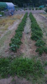 팜모닝 금쪽같은 내 작물 자랑하기·참여 게시글 이미지