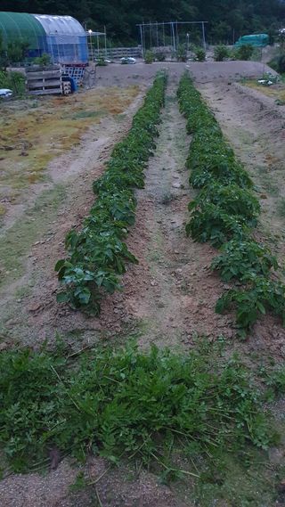 회야농원(정창규)님의 금쪽같은 내 작물 자랑하기 · 참여 작성글 사진