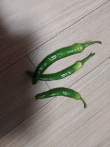 팜모닝 고추·병해충상담 게시글 이미지