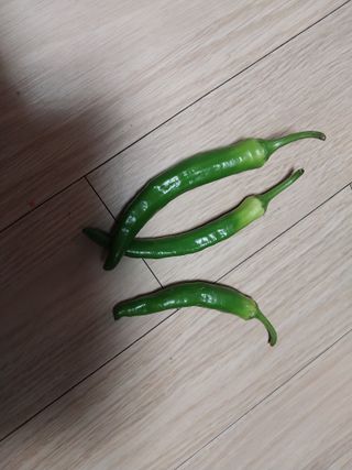 나나나12님의 고추 · 병해충상담 작성글 사진