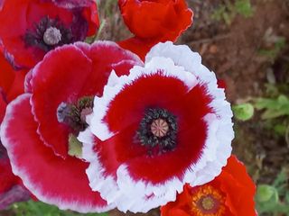 조성국님의 금쪽같은 내 작물 자랑하기 · 참여 작성글 사진