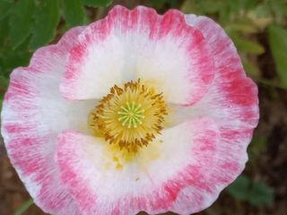 조성국님의 금쪽같은 내 작물 자랑하기 · 참여 작성글 사진