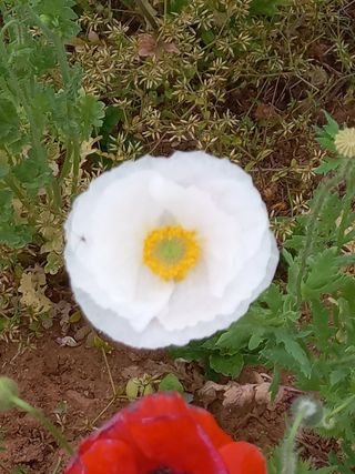 조성국님의 금쪽같은 내 작물 자랑하기 · 참여 작성글 사진