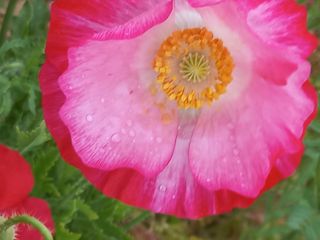 조성국님의 금쪽같은 내 작물 자랑하기 · 참여 작성글 사진