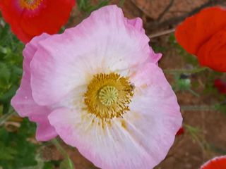 조성국님의 금쪽같은 내 작물 자랑하기 · 참여 작성글 사진