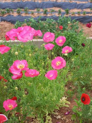 조성국님의 금쪽같은 내 작물 자랑하기 · 참여 작성글 사진