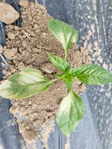 팜모닝 고추·병해충상담 게시글 이미지