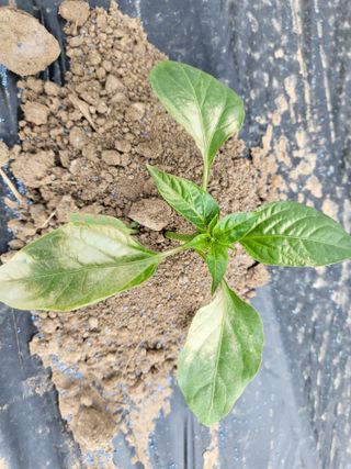 혜송님의 고추 · 병해충상담 작성글 사진