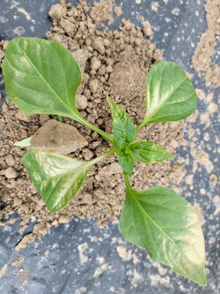 혜송님의 고추 · 병해충상담 작성글 사진