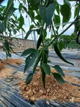 팜모닝 고추·일상 게시글 이미지