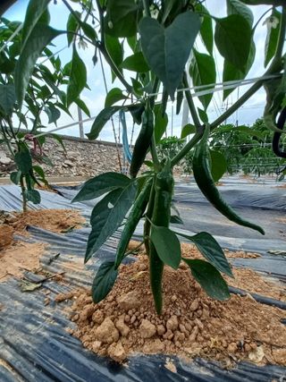 조성국님의 고추 · 일상 작성글 사진