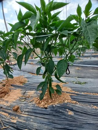 조성국님의 고추 · 일상 작성글 사진