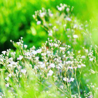 산 아래님의 마늘 · 일상 작성글 사진