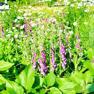 산 아래님의 마늘 · 일상 작성글 사진