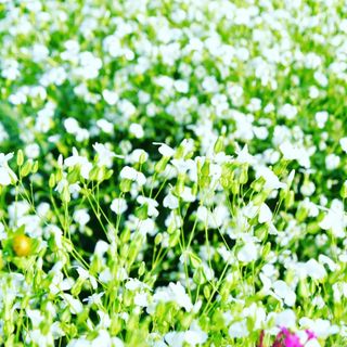 산 아래님의 마늘 · 일상 작성글 사진