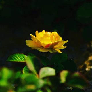 산 아래님의 마늘 · 일상 작성글 사진