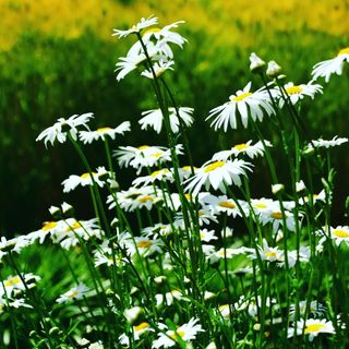 산 아래님의 마늘 · 일상 작성글 사진