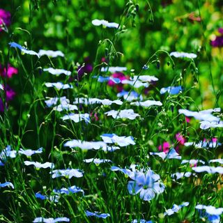 산 아래님의 마늘 · 일상 작성글 사진