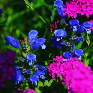 산 아래님의 마늘 · 일상 작성글 사진