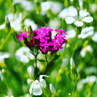 산 아래님의 마늘 · 일상 작성글 사진