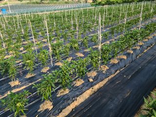 설진완님의 금쪽같은 내 작물 자랑하기 · 참여 작성글 사진