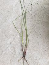 팜모닝 벼·자유게시판 게시글 이미지