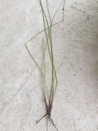 낙화유수님의 벼 · 자유게시판 작성글 사진