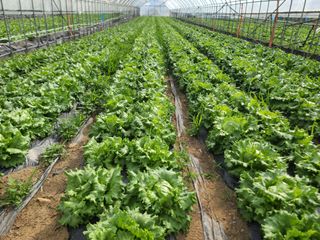 자연인농부님의 금쪽같은 내 작물 자랑하기 · 참여 작성글 사진